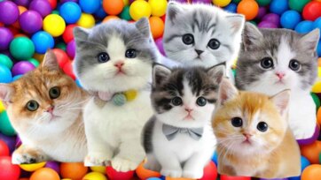Playful Kittens Exploring a Rainbow Ball Pit Adventure