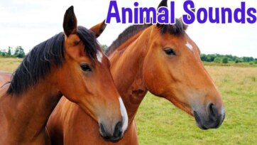 Animal Sounds for Kids - Fun Farm and Wild Animals Learning Video